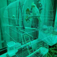 عروس هلندی نر و ماده