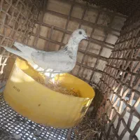 کبوتر|پرنده|اردکان, |دیوار