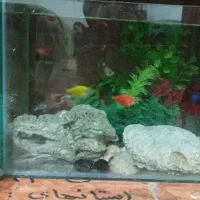 آکواریوم و ماهی