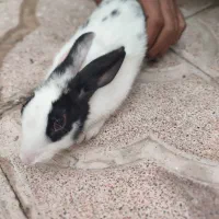 خرگوش مینیاتوری|موش و خرگوش|تبریز, |دیوار