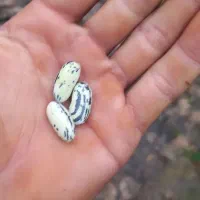 لوبیا چیتی. پاچ باقالی