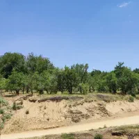 باغ بادم دیم روستای هیراب