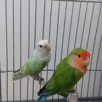 طوطی برزیلی ماده نژاد مارال بارنگ خاص و نر|پرنده|قرچک, شهرک الحدید|دیوار