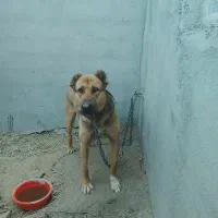 سرابی|سگ|ماهدشت, |دیوار