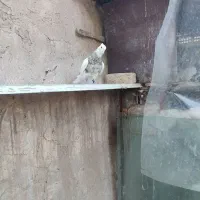 طوقی آجری|پرنده|مبارکه, |دیوار