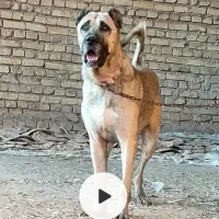 نر سراب گله ایماده افغـ ان