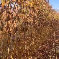 نهالستان انواع نهالهای گیلاس.البالو.هلو.انگورسیاه|خدمات باغبانی و درختکاری|سنندج, |دیوار