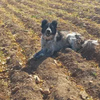 سگ گله به شرط|سگ|شازند, |دیوار