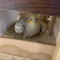 یک جفت عروس با تخم