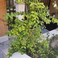 زیرزمین باجک|اجارهٔ خانه و ویلا|قم, باجک دو|دیوار