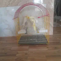 عروس نرلوتینودستی