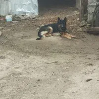 ژرمن مو کلاسیک|سگ|آستانه اشرفیه, |دیوار