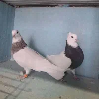 کبوتر طوقی لکدوش