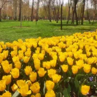 باغ روستای آبقد