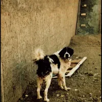 سگ گله