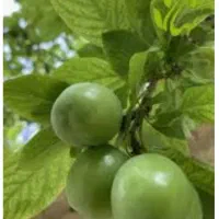 آلوچه یا گوجه سبز نوکنده