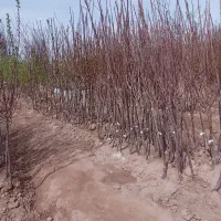 نهال میوه و تزیینی روتبالی و گلدانی