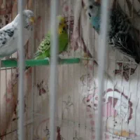 مرغ عشق|پرنده|تربت‌حیدریه, منظر|دیوار