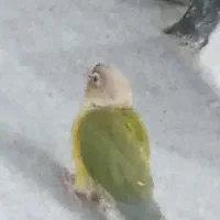 گمشده طوطی،گرینچیک|حیوانات|امیدیه, |دیوار