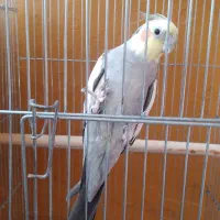 عروس هلندی|پرنده|پاکدشت, پاکدشت (مامازند)|دیوار