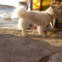 پاگوتاه سرابی بوبی ماده