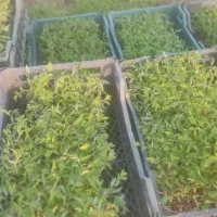 گوجه نشا|خدمات باغبانی و درختکاری|اندیمشک, |دیوار