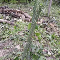 گل های طبیعی|گل و گیاه طبیعی|قائمشهر, |دیوار