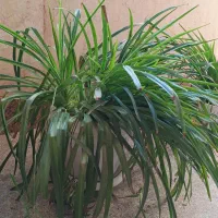 گل و گیاه آپارتمانی و استند چوبی گل|گل و گیاه طبیعی|تهران, دریاچه شهدای خلیج فارس|دیوار