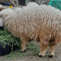 بره نر پلواری چاق تمیز جهت داشت و کشتار