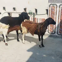 بره نر و ماده|حیوانات مزرعه|قشم, |دیوار