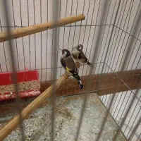 سهره ماده کهنه|پرنده|اصفهان, ملکشهر|دیوار