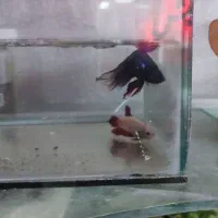 ماهی فایتر جفت|ماهی|مشهد, محمدآباد|دیوار