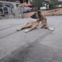 واگذاری سگ سرابی گله و نگهبان