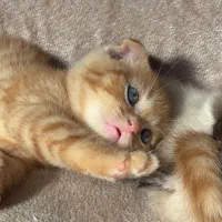 اسکاتیش اصیل گلد|گربه|گنبد کاووس, |دیوار