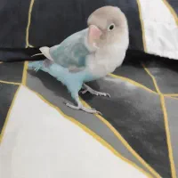 طوطی برزیلی گمشده