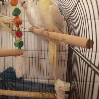 عروس هلندی نر ماده با یدونه بچه