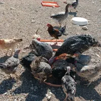 لباس بچه و مرغ وغاز و جوجه|کفش و لباس بچه|ایلام, |دیوار