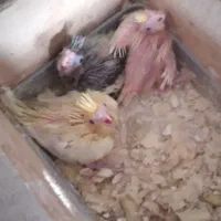 عروس جوجه سر لاکی