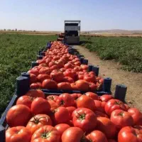 تناژ۳۰ درصدی  و کیفیت بالا می‌خوای شمارتو بزار