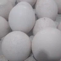 فروش تخم طاووس مصری نطفه دار