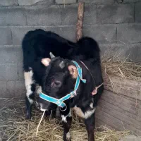 گوساله نر،ورزا