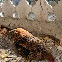 ویاندوت بلورد جی اس جی|حیوانات مزرعه|مشهد, امیریه|دیوار