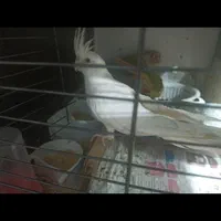 قفس بوفه کمد مخصوص پرنده گرینچیک و عروس وهمستر...|لوازم جانبی حیوانات|مشهد, آزادشهر|دیوار