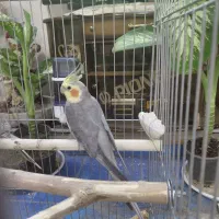 عروس هلندی نر ماده+قفس نو+با لوازم کامل ۲ میلیون|پرنده|ری, دیلمان|دیوار