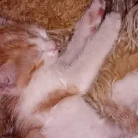 واگذاری گربه