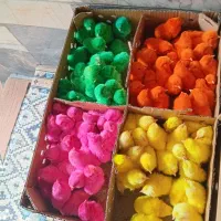 جوجه محلی|حیوانات مزرعه|قم, نخودی|دیوار