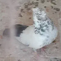 کفتر