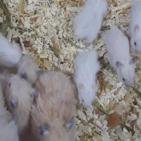 همستر های زیبا و دوست داشتی|موش و خرگوش|بجنورد, |دیوار