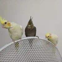 جوجه عروس هلندی