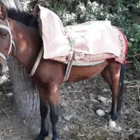 اسب نر در قزوین|اسب و تجهیزات اسب‌سواری|آبیک, |دیوار